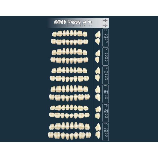 Zuby Cross Linked 2 - kombinace  28 ks